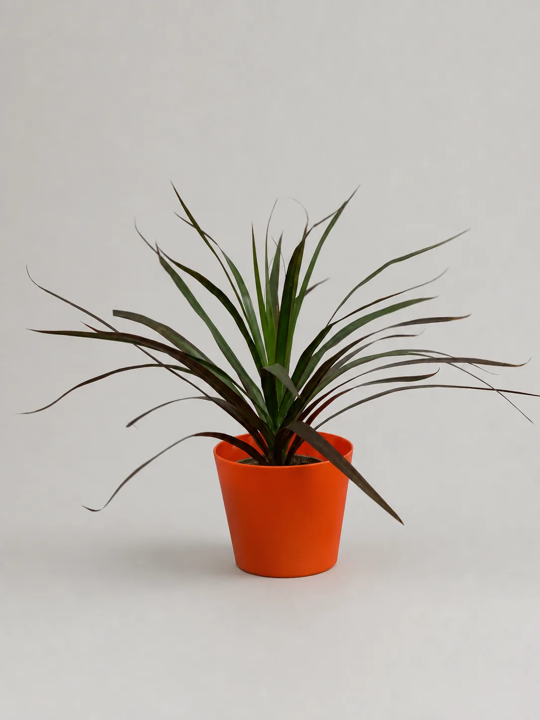 Драцена, фото 1